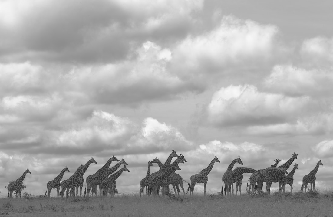 Giraffe Run by Burkan Bogaz